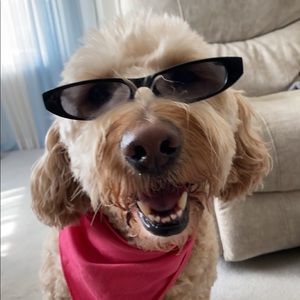 Looking for black high top converse!